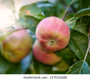 Closeup of a group of red Liberty apples on a tree in an orchard or garden outside. Organic and sustainable fruit farming, produce growing. Ripe and ready for a fruitful agricultural harvest - Shutterstock ID 2175131683