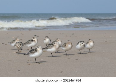 Close-up of group of ten Sanderling or three-toad sandpipers Calidris alba resting undisturbed on the dry beach out of reach of the higher waves and seawater
