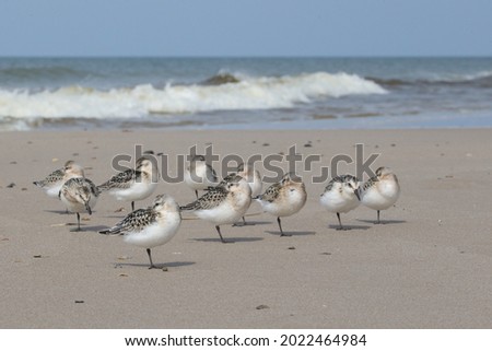 Close-up of group of ten Sanderling or three-toad sandpipers Calidris alba resting undisturbed on the dry beach out of reach of the higher waves and seawater