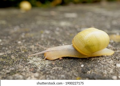 Close-up Of A Grove Snail