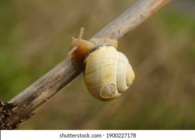 Close-up Of A Grove Snail