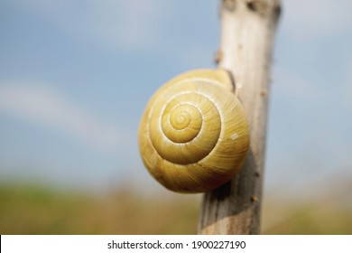 Close-up Of A Grove Snail