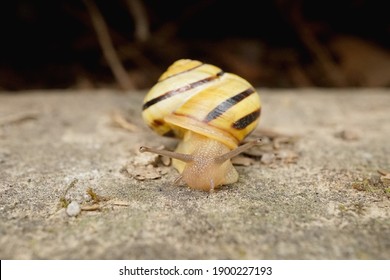 Close-up Of A Grove Snail