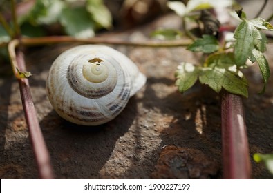 Close-up Of A Grove Snail