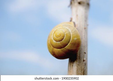 Close-up Of A Grove Snail