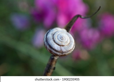 Close-up Of A Grove Snail