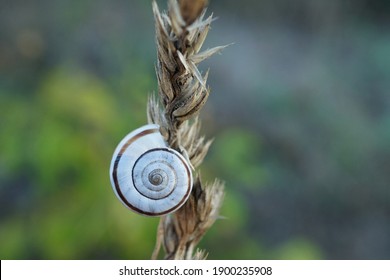 Close-up Of A Grove Snail