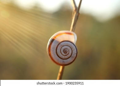 Close-up Of A Grove Snail