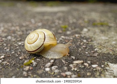 Close-up Of A Grove Snail