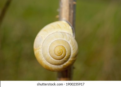 Close-up Of A Grove Snail