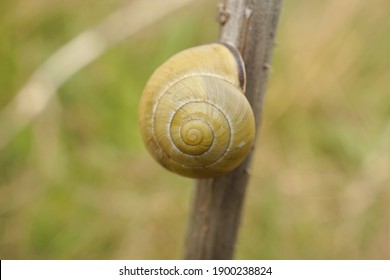 Close-up Of A Grove Snail