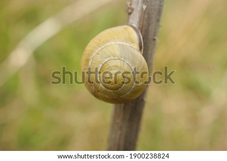 Close-up of a grove snail