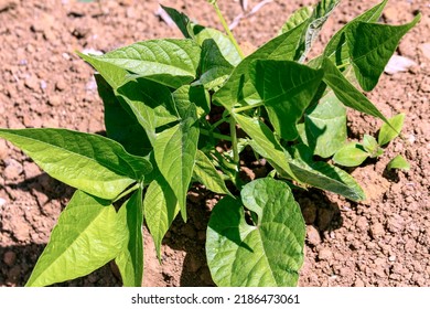 Closeup Of Growing Bean Sprouts In A Family Farm In Brazil