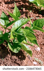 Closeup Of Growing Bean Sprouts In A Family Farm In Brazil