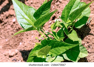 Closeup Of Growing Bean Sprouts In A Family Farm In Brazil