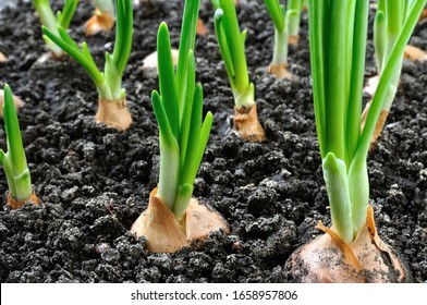 Close-up Of Growing Green Onion In The Vegetable Garden