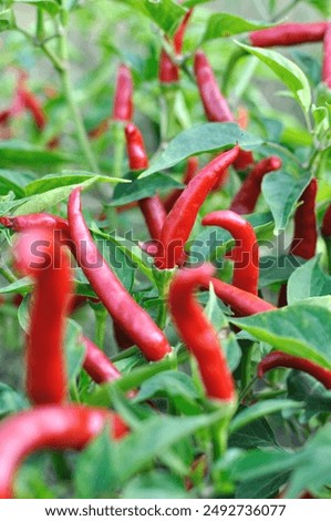 Similar – Image, Stock Photo chili planting agriculture