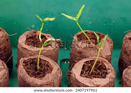 Close-up of growing seedlings in peat or coir pellets, sprouts of chili peppers in moistened coconut tablets in an indoor greenhouse or propagation box