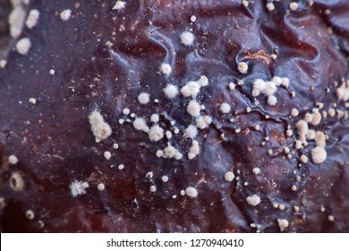 Close-up Of Growth Mushrooms On A Rotten Apple. Rotten Apple With Mold. White Mold Penicillin On A Rotten Fruit Skin.