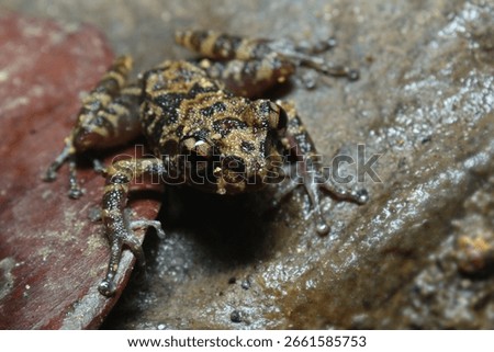 A close-up of a Grubby Shrub Frog