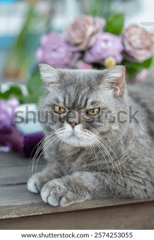 Close-up of grumpy gray cat lying on wooden table, soft pink flowers background, natural light, cat mood concept,