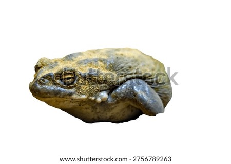 Close-up of a grumpy toad sitting against a white background