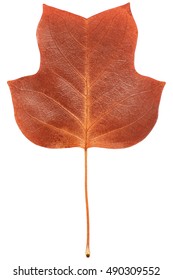 A closeup of a grungy Yellow Poplar leaf in autumn foliage colors isolated against a white background