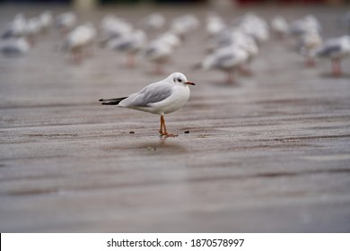 Close-up Of Gull At Zurich Bellevue Square, City Of Zürich, Switzerland.