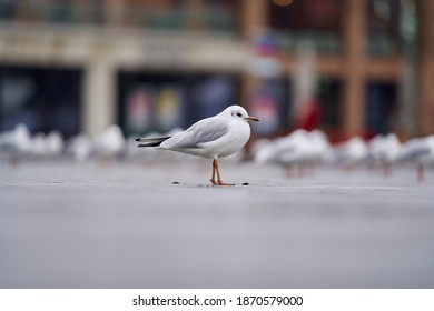 Close-up Of Gull At Zurich Bellevue Square, City Of Zürich, Switzerland.