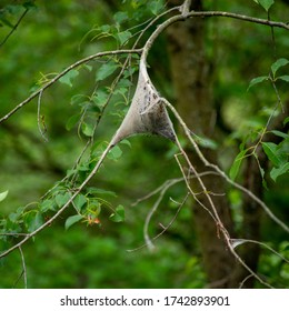 Closeup Gypsy Moth Cocoon On Tree Stock Photo 1742893901 | Shutterstock