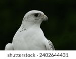 A closeup of a Gyrfalcon on a dark background