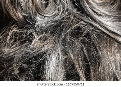 Close-up Of Hair Texture. Premature Greying Or Aging Concept.