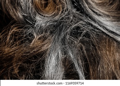 Close-up Of Hair Texture. Premature Greying Or Aging Concept.