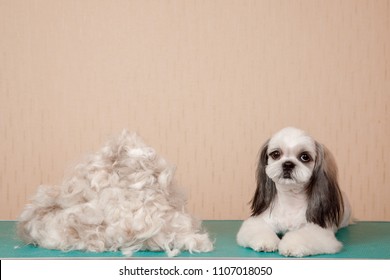 Closeup haircute dog grooming. Concept Shih tzu pile wool