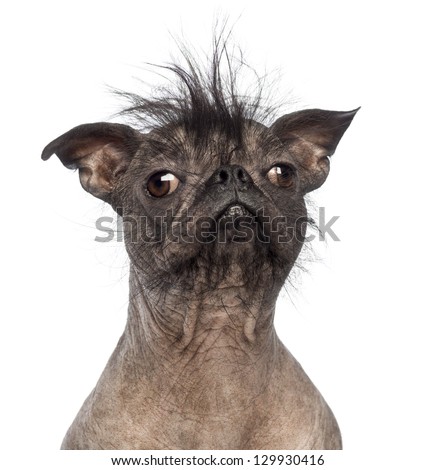 Close-up of a Hairless Mixed-breed dog, mix between a French bulldog and a Chinese crested dog, in front of white background
