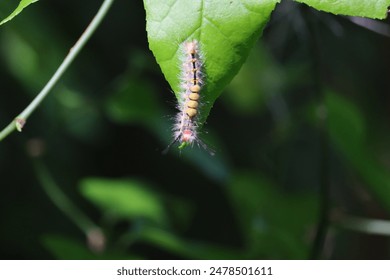 A close-up of a hairy caterpillar clinging to a green leaf. The caterpillar's vibrant colors and detailed texture contrast with the lush green background. - Powered by Shutterstock