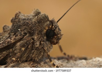 Closeup Of The Hairy Head Of The Common Rustic Moth, Mesapamea Secalis