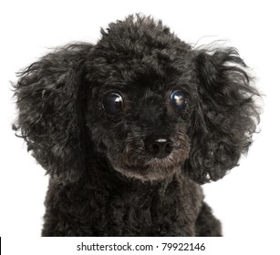 Close-up of half blind Poodle, 13 years old, in front of white background