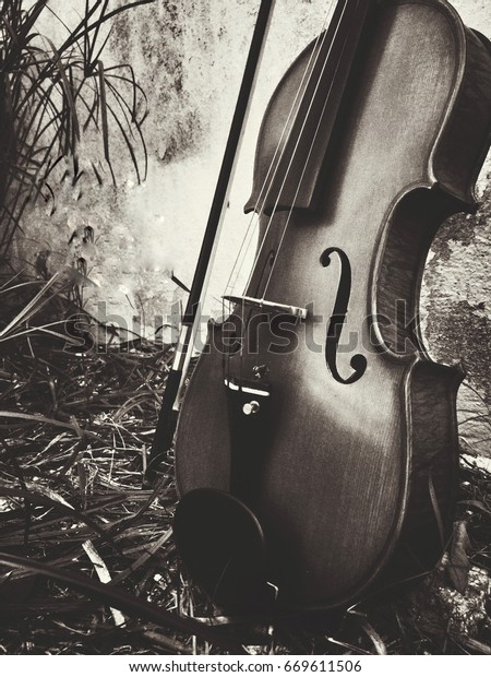 Closeup Half Violin On Ground Floorin Stock Image Download Now