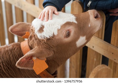 closeup of hand of chil on veal in a farm