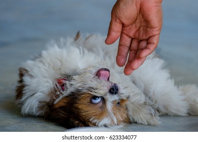 Closeup hand and dog. Hand plays with dog. - Shutterstock ID 623334077