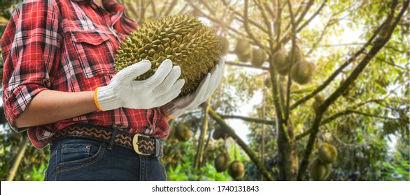 Closeup Hand Farmer Wearing Gloves Harvest Holding Durian In Durians Orchard.