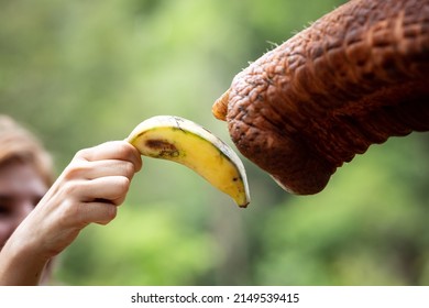 Closeup Of A Hand Feeding A Banana To A Trunk Of An Asian Elephant In The Jungle Of South East Asia.