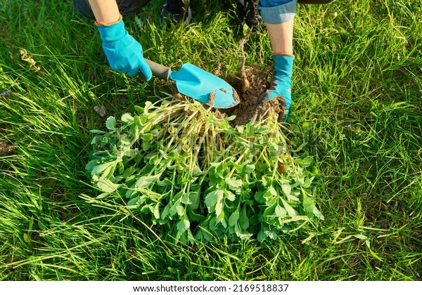 Close-up of hand in gardening gloves dividing Sedum\
spectabile bush