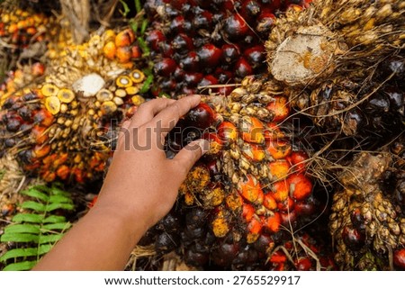A close-up of a hand gently touching clusters of ripe palm fruits with vibrant orange and dark red hues against a backdrop of lush green ferns and dry plant fibers in an outdoor agricultural setting.