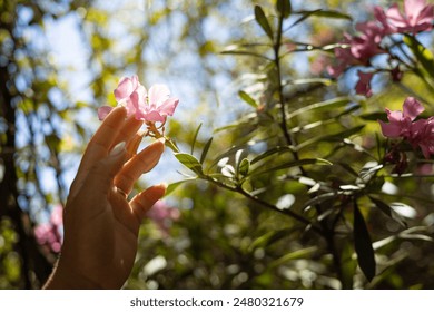 Close-up of a hand gently touching a pink flower in a sunlit garden, capturing the essence of nature's delicate beauty and human connection. - Powered by Shutterstock