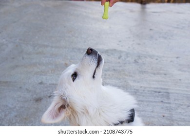 A Closeup Of A Hand Holding A Dog Food Above A White Swiss Shepherd's Head Outdoors