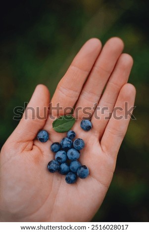 Similar – Foto Bild Kulturheidelbeeren im Garten