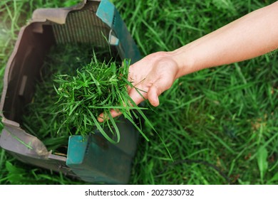 Close-up of a hand holding fresh grass cut by a lawn mower. Cleaning of freshly cut grass in the garden. - Shutterstock ID 2027330732