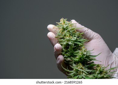 Close-up of a hand holding a fresh green cannabis flower grown indoors. Cannabis strains with high CBD content. Free cannabis ideas. gray background